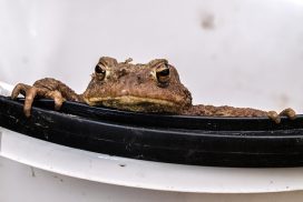 common-toad-2415536_640